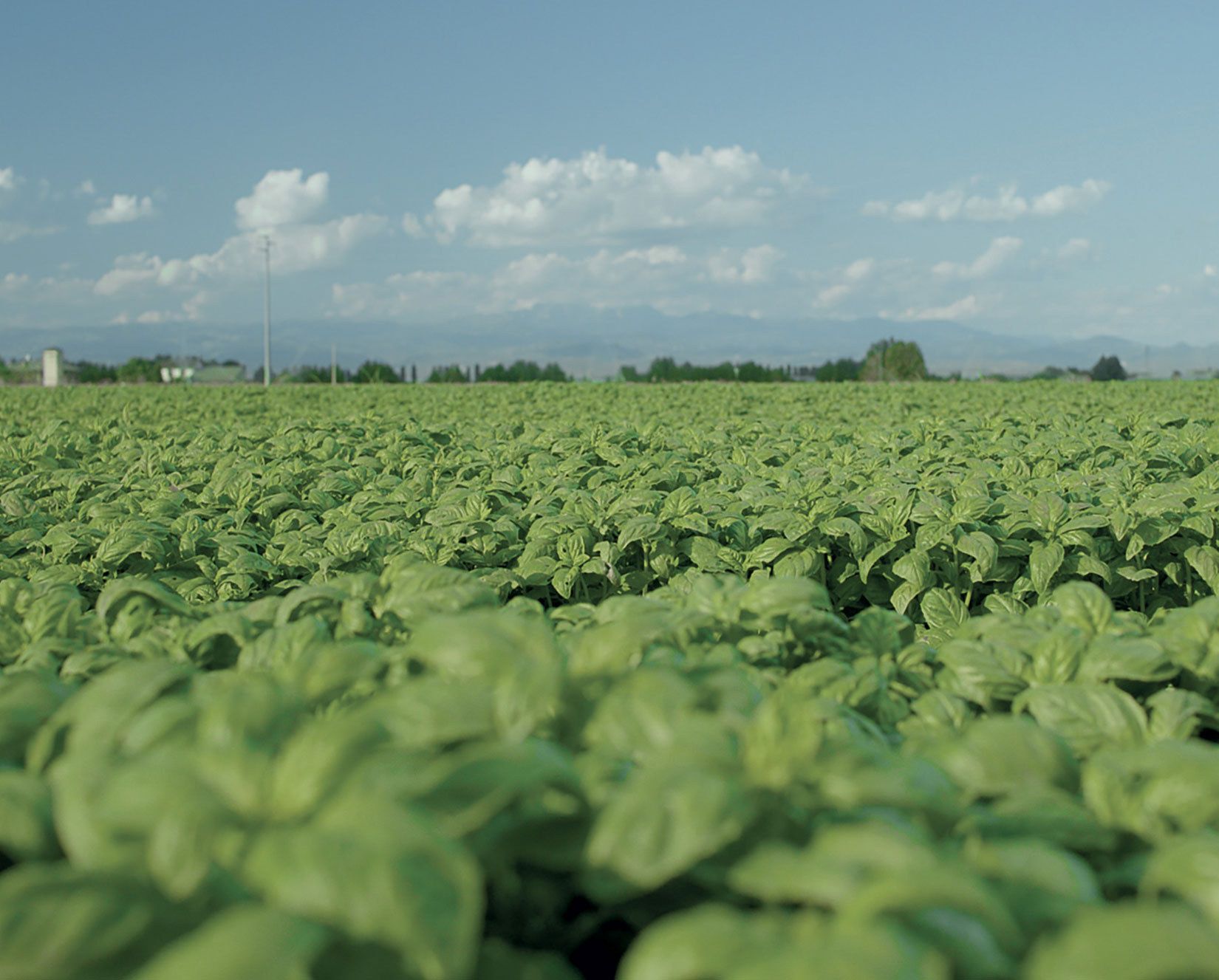 I Frescobuoni,<br>la linea dedicata al food service