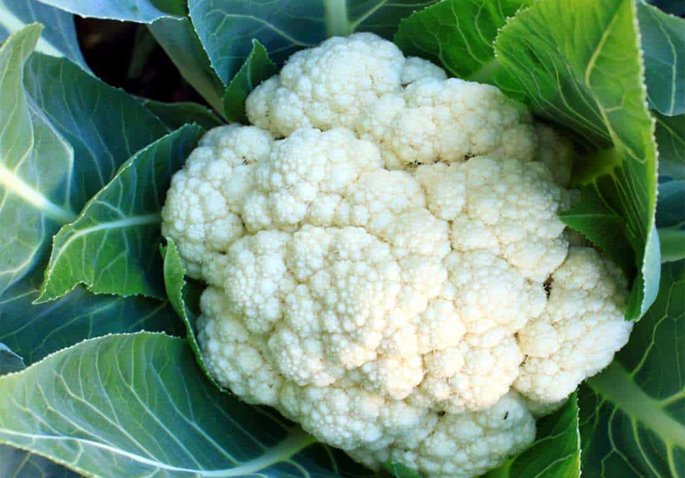 Cavolfiore
