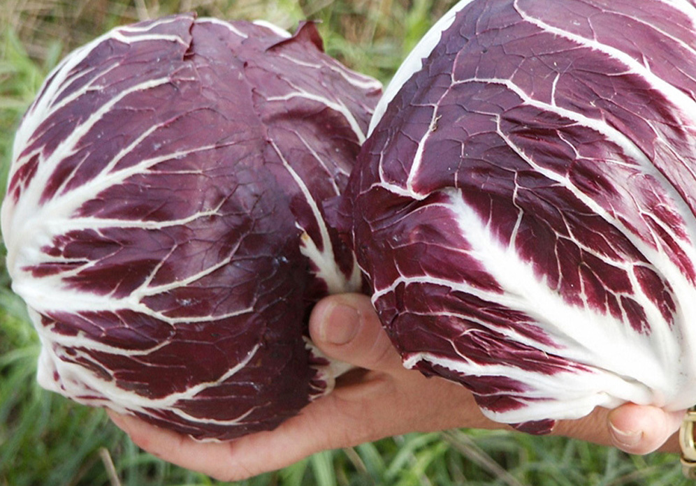 Radicchio