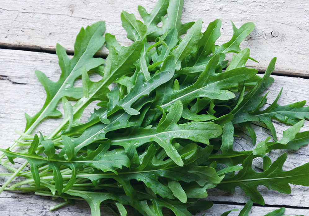 Rucola